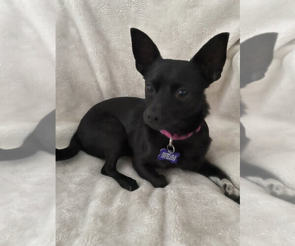 Medium Photo #1 Chihuahua-Unknown Mix Puppy For Sale in oakland, FL, USA