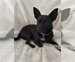 Chihuahua-Unknown Mix Dogs for adoption in oakland, FL, USA