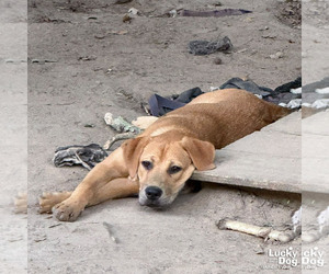 Tex - Male Labrador Retriever-Unknown Mix Dog for Adoption - Photo #5