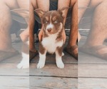 Puppy 1 Border Collie-Siberian Husky Mix