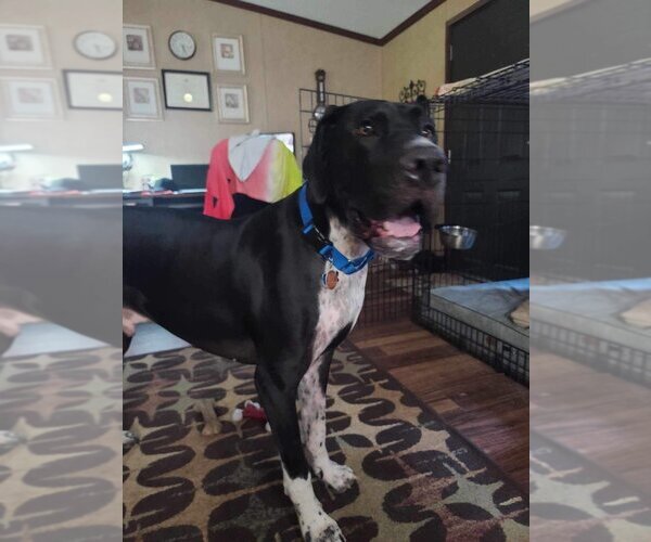 Medium Photo #8 Great Dane Puppy For Sale in Bullard, TX, USA