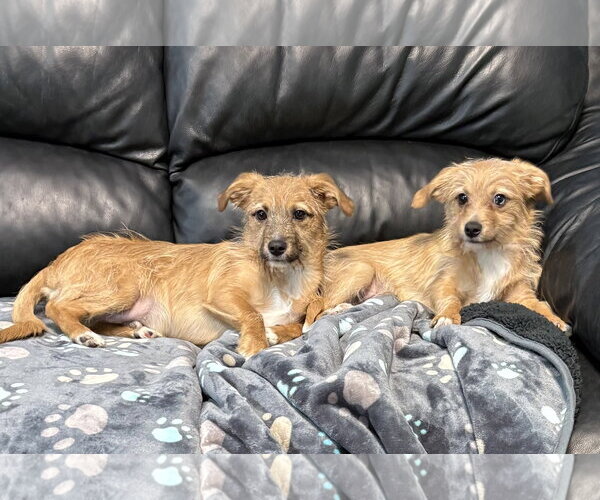 Medium Photo #4 Mutt Puppy For Sale in Spring Lake, NJ, USA