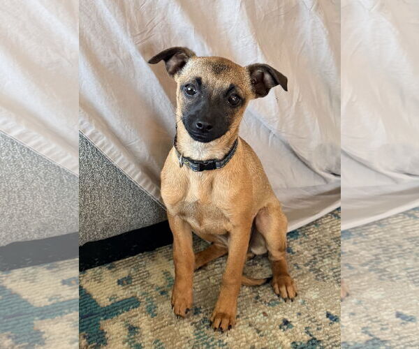 Medium Photo #3 Chihuahua-Unknown Mix Puppy For Sale in Bellevue, WA, USA