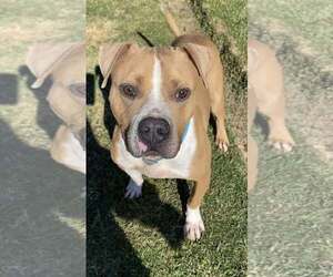 Milton- goofy boy - Male American Staffordshire Terrier-Unknown Mix Dog for Adoption - Photo #3