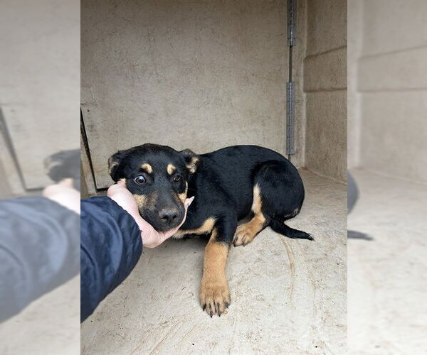 Medium Photo #1 Mutt Puppy For Sale in Oklahoma City, OK, USA