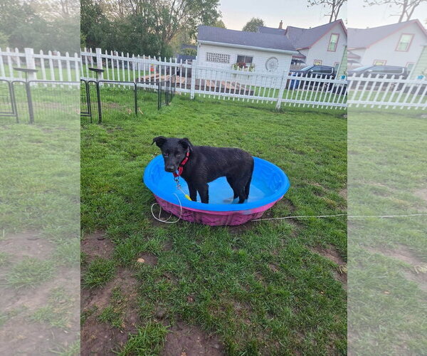 Medium Photo #2 Labrador Retriever-Unknown Mix Puppy For Sale in New London, WI, USA