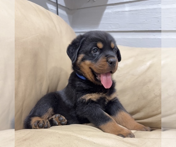 Medium Photo #10 Rottweiler Puppy For Sale in BRIGHTON, CO, USA