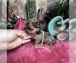 Small #4 Chihuahua