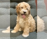 Small Photo #3 Cavapoo Puppy For Sale in HILLSBORO, WI, USA
