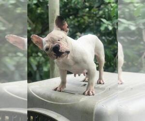 Father of the French Bulldog puppies born on 08/19/2019