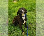 Small Labrador Retriever Mix