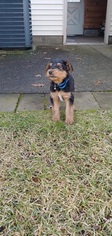 Airedale Terrier Puppy for sale in MONTROSE, MI, USA