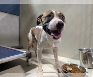 Mutt Dogs for adoption in Bakersfield, CA, USA