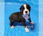 Small Photo #10 Boxer Puppy For Sale in CABOOL, MO, USA