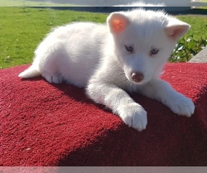 Pomeranian-Pomsky Mix Puppy for sale in FONTANA, CA, USA