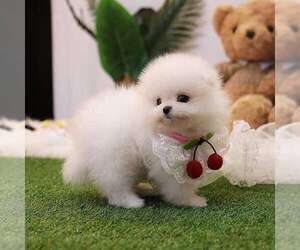 Pomeranian Puppy for sale in BOSTON, MA, USA