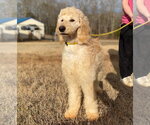 Small #5 Goldendoodle