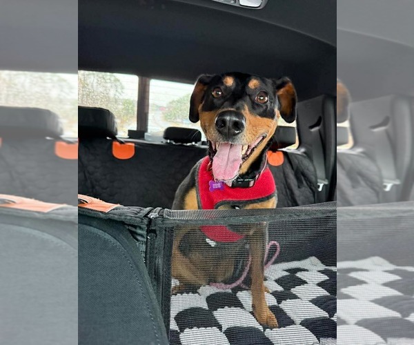 Medium Photo #4 Doberman Pinscher-Unknown Mix Puppy For Sale in Spring Lake, NC, USA