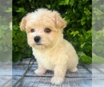 Puppy Puppy 2 Morkie