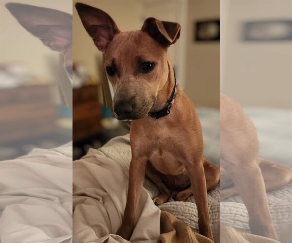 Medium Photo #2 American Staffordshire Terrier-Black Mouth Cur Mix Puppy For Sale in Spring, TX, USA