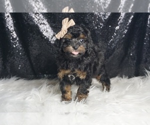 Medium Poodle (Toy)