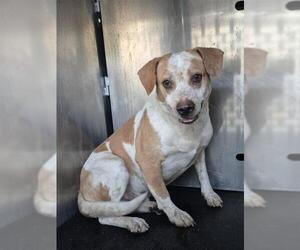 Mutt Dogs for adoption in San Antonio, TX, USA