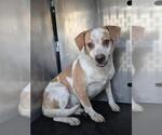 MACKLEMORE - Male Mutt Dog for Adoption - Small photo