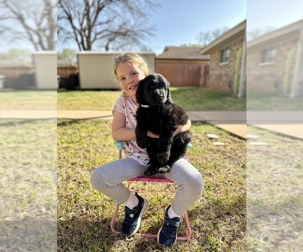 Medium Photo #2 Goldendoodle Puppy For Sale in ABILENE, TX, USA