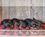 Small Photo #6 Yorkshire Terrier Puppy For Sale in MANES, MO, USA
