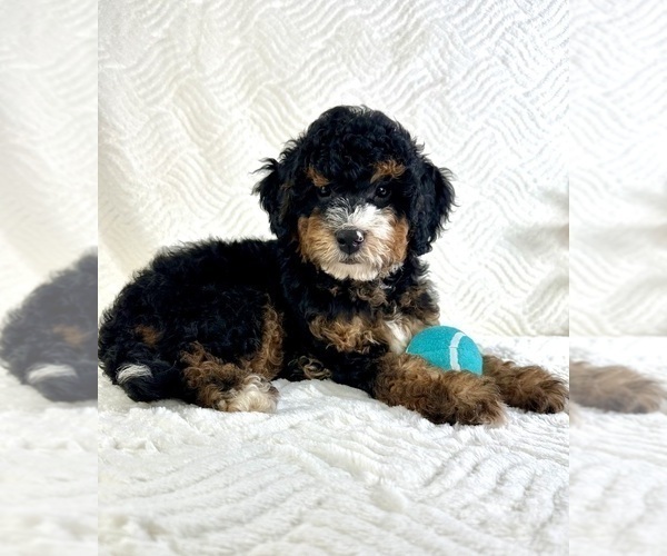 Medium Photo #5 Miniature Bernedoodle Puppy For Sale in GREENFIELD, IN, USA