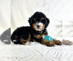Small #4 Miniature Bernedoodle