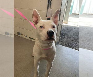 Mutt Dogs for adoption in San Bernardino, CA, USA