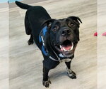 Small #9 American Staffordshire Terrier Mix