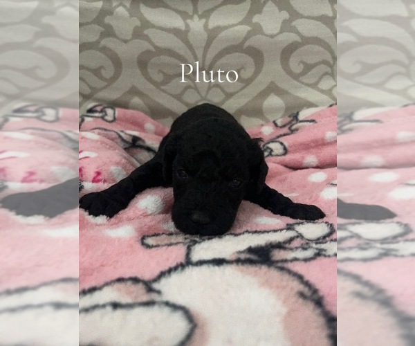 Medium Photo #1 Poodle (Miniature) Puppy For Sale in SAINT AUGUSTINE, FL, USA