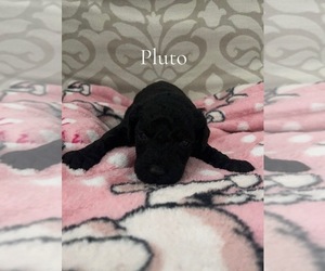 Medium Poodle (Miniature)