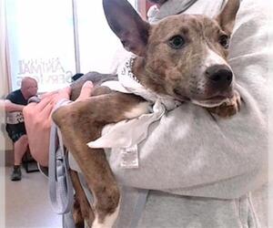 Pointer Dogs for adoption in Louisville, KY, USA
