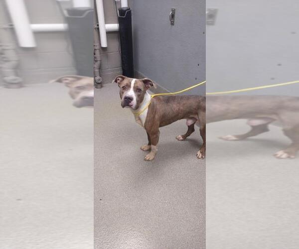 Medium Photo #1 American Pit Bull Terrier-Unknown Mix Puppy For Sale in Las Vegas, NV, USA