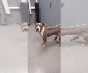 American Pit Bull Terrier-Unknown Mix Dogs for adoption in Las Vegas, NV, USA