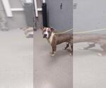 Small American Pit Bull Terrier Mix
