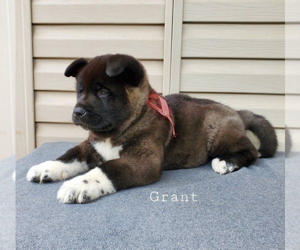 View Ad: Akita Litter of Puppies for Sale near Ohio, FRESNO, USA. ADN