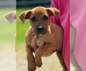 Labrador Retriever-Unknown Mix Dogs for adoption in Fairfax, VA, USA