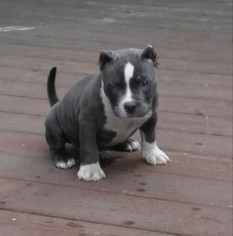 American Pit Bull Terrier Puppy for sale in ANTIOCH, IL, USA