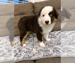 Small #3 Australian Shepherd