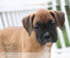 Boxer Puppy for sale in SHIPSHEWANA, IN, USA