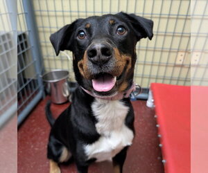 Mutt Dogs for adoption in Fargo, ND, USA
