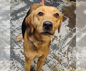 Beagle-Unknown Mix Dogs for adoption in Minneapolis, MN, USA