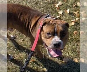 Rambo - Male American Pit Bull Terrier Dog for Adoption - Photo #2