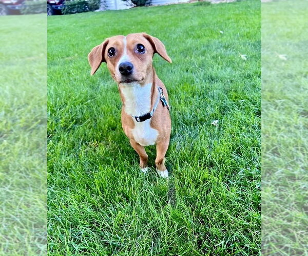 Medium Photo #3 Chihuahua-Unknown Mix Puppy For Sale in Springdale, PA, USA