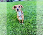 Small #2 Chihuahua Mix