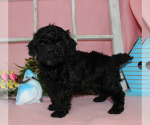Poodle (Toy) Puppy for sale in CHANUTE, KS, USA